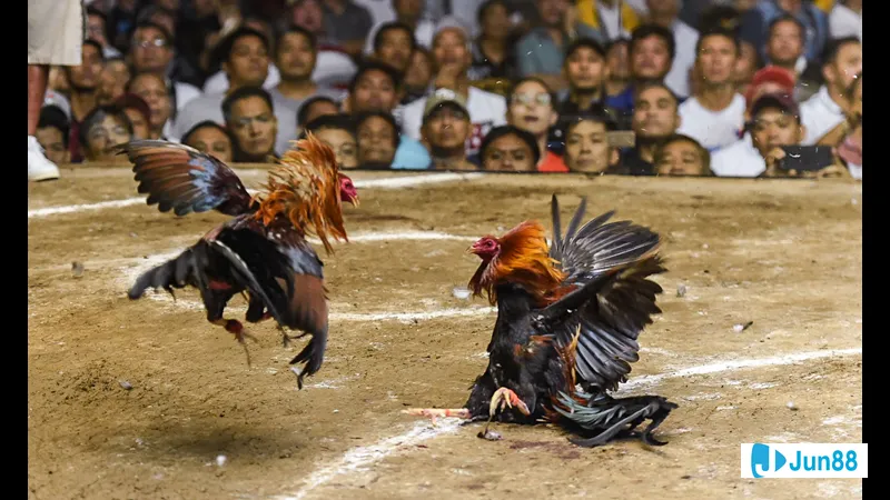 Kỹ Năng Hỗ Trợ và Điều Khiển Trong