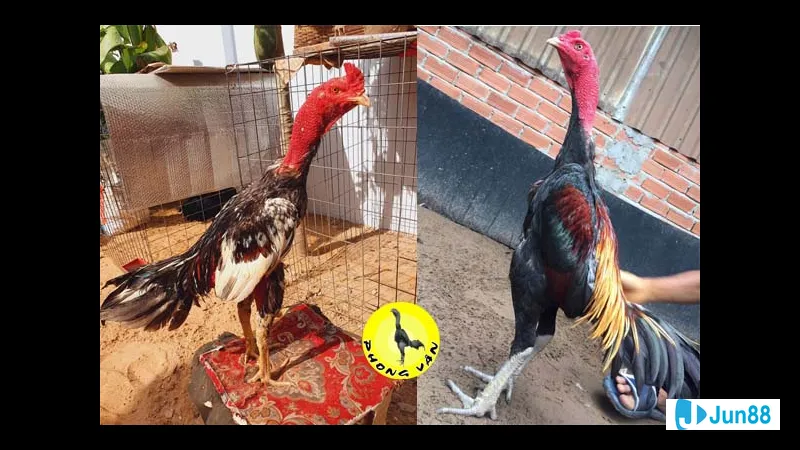 Kỹ năng huấn luyện và chăm sóc gà