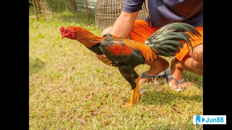 Bế gà đá đúng cách