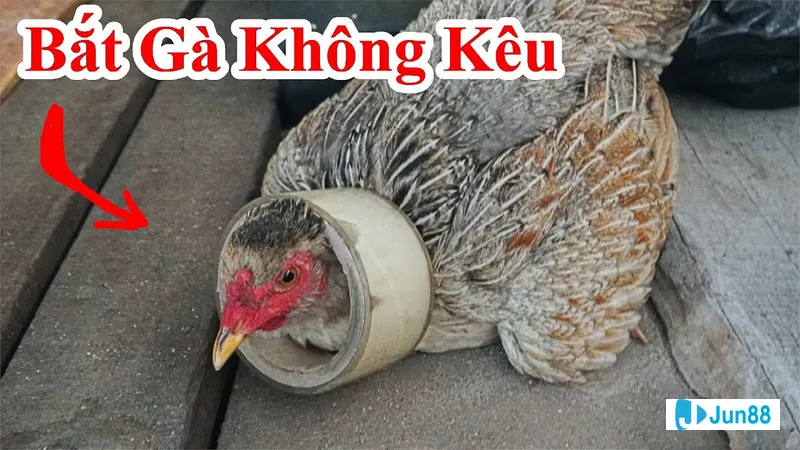Khoảnh khắc hướng dẫn cách bắt gà đá