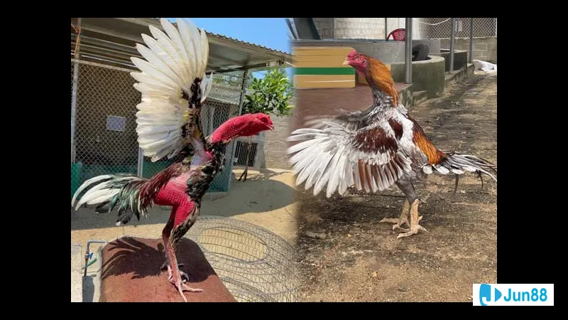 Gà đá im lặng không kêu