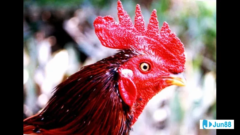 Chăm sóc gà đá trước thi đấu