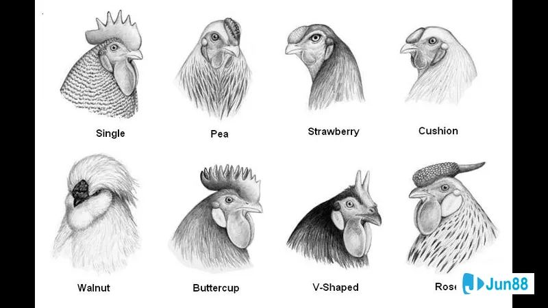 Mồng gà đá với cách chọn chuẩn