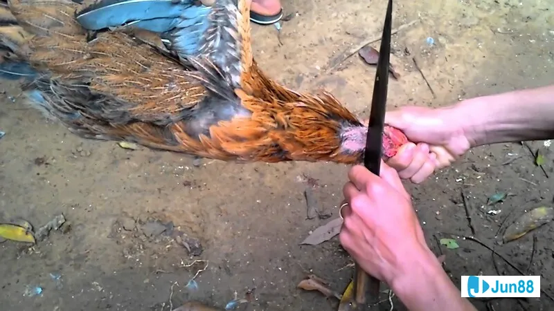 Cách làm cổ gà chọi to - Các phương pháp