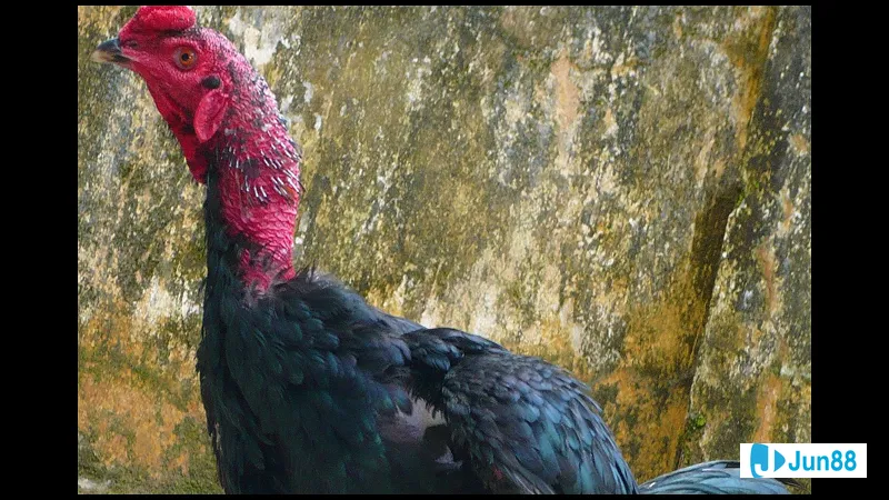 Cách làm cổ gà chọi to