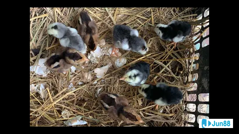 Gà đang chuẩn bị tham gia trận đấu