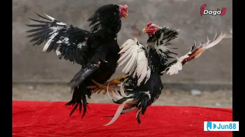 Nguyên lý di truyền phối màu lông gà