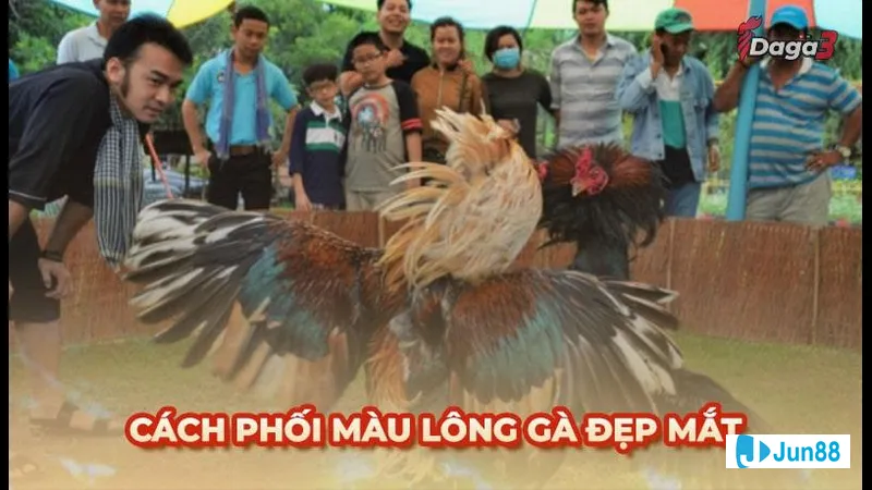 Mẫu lông gà với sắc màu đa dạng