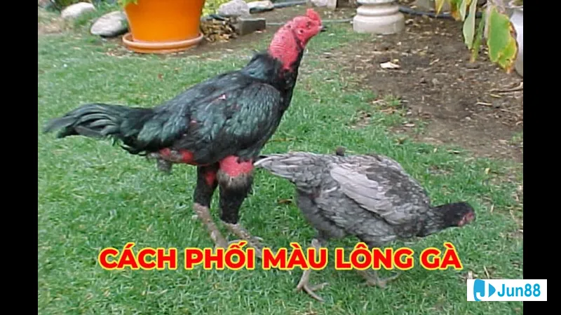 Ứng dụng công nghệ gen trong phối màu