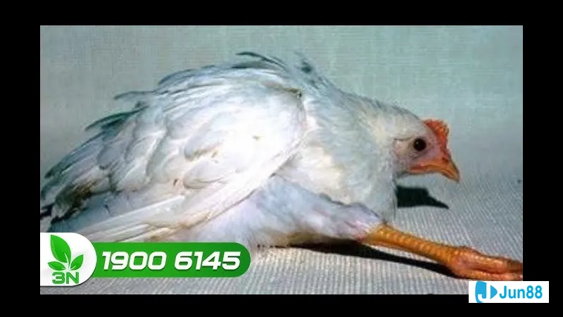 Dinh dưỡng cân đối