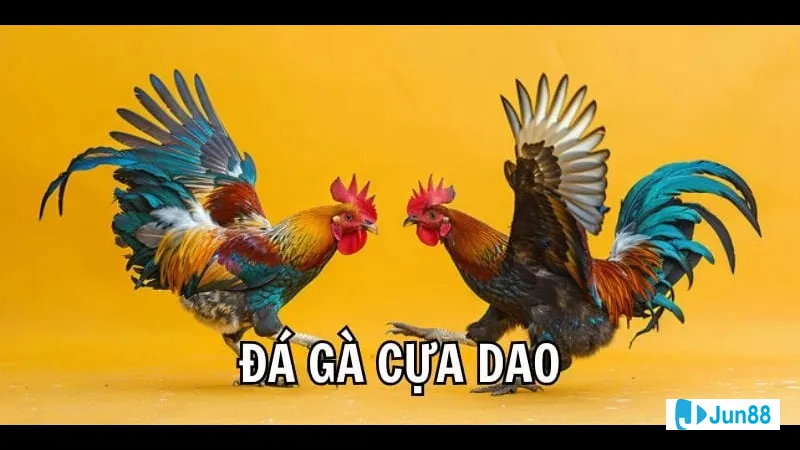 Nhóm người dự đoán kết quả trận đấu