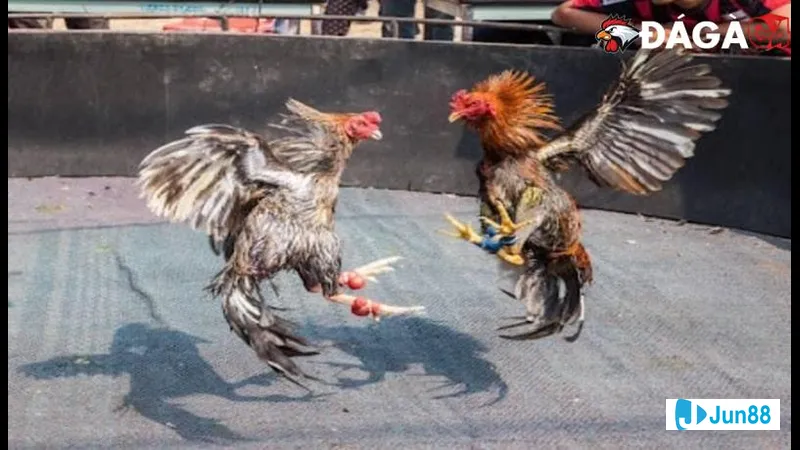 Đăng ký tài khoản trên website