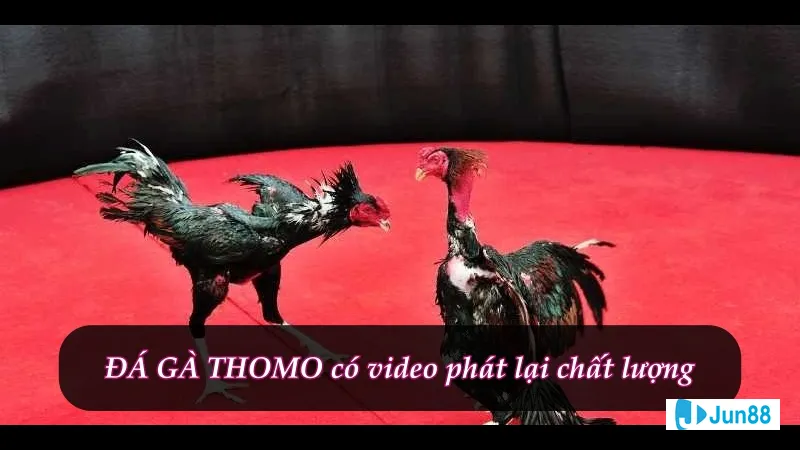 Cược đá gà Thomo 67 tại Jun88