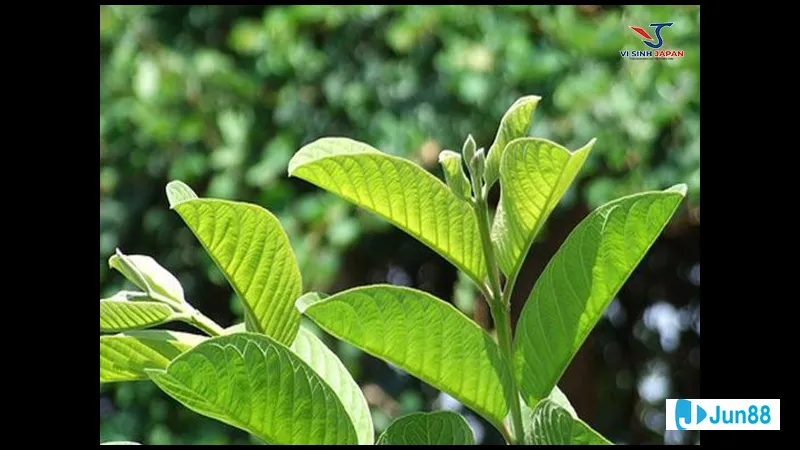 Gà đang nằm trên nền cỏ xanh