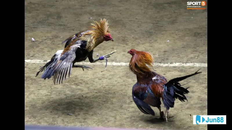 Gà dao được chọn lựa cẩn thận