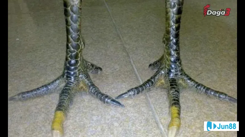 Chế độ ăn uống