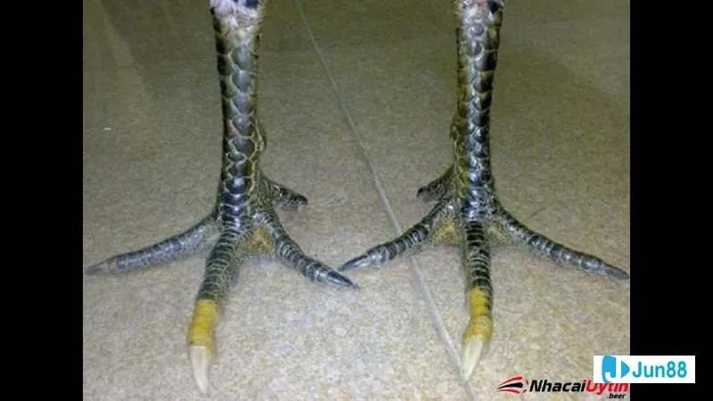 Gà hắc hổ thổi cánh mạnh mẽ trên