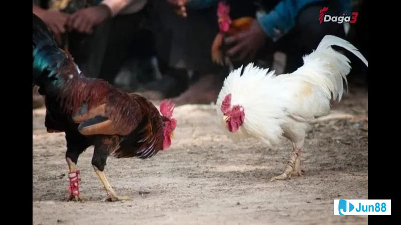 Chạy bộ buổi sáng trong công viên