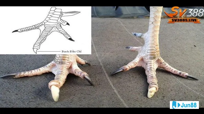 Gà hắc hổ thới trên lối đá đặc