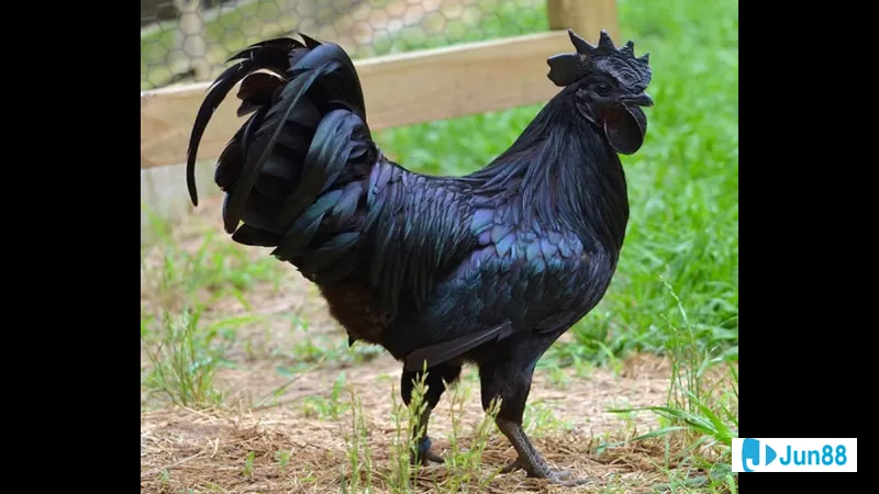 Bệnh thường gặp ở gà mồng trà