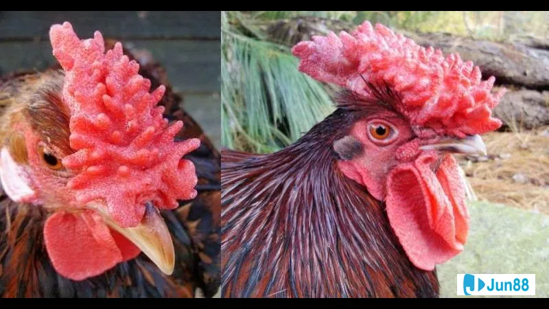 Dinh dưỡng và sức khỏe hàng ngày