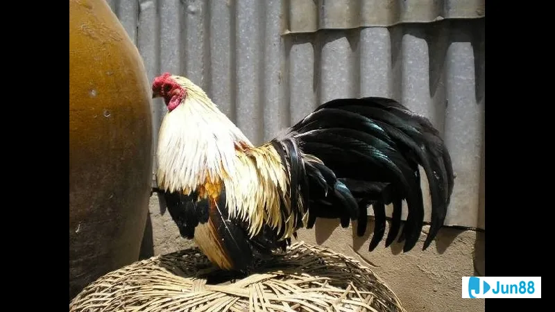 Minh họa cho Các yếu tố ảnh hưởng