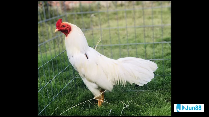 Gà úa hiện diện trong nền văn hóa