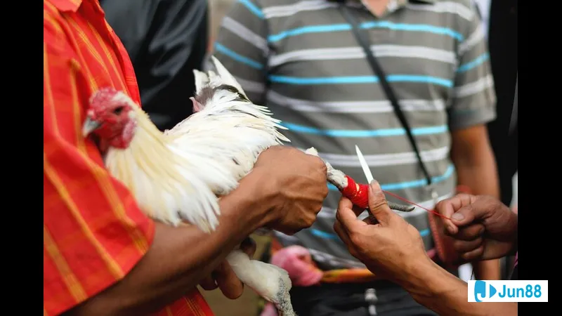 Minh họa cho Tiêu chí giống gà trong