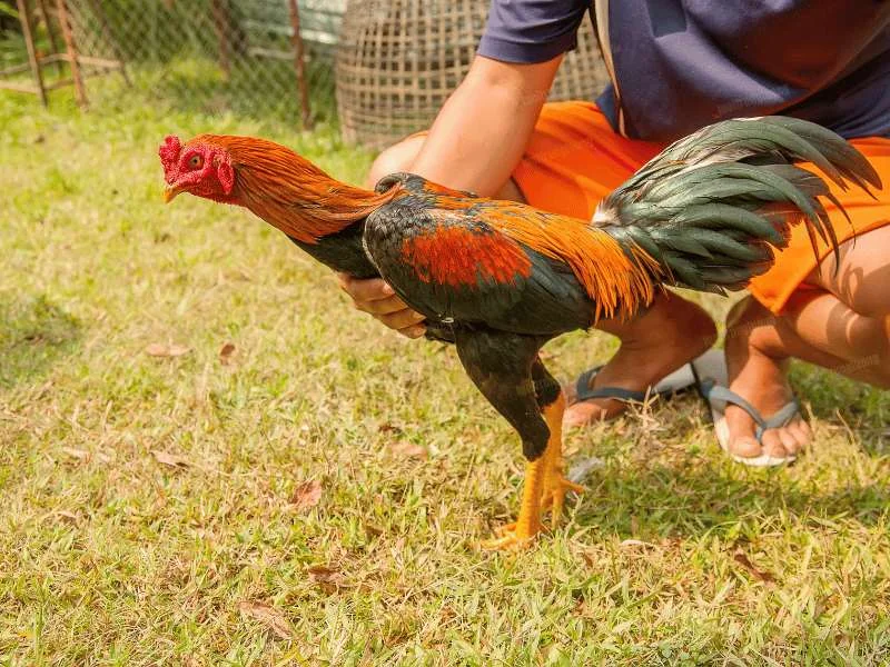 Hướng dẫn tham gia chơi đá gà Jun88