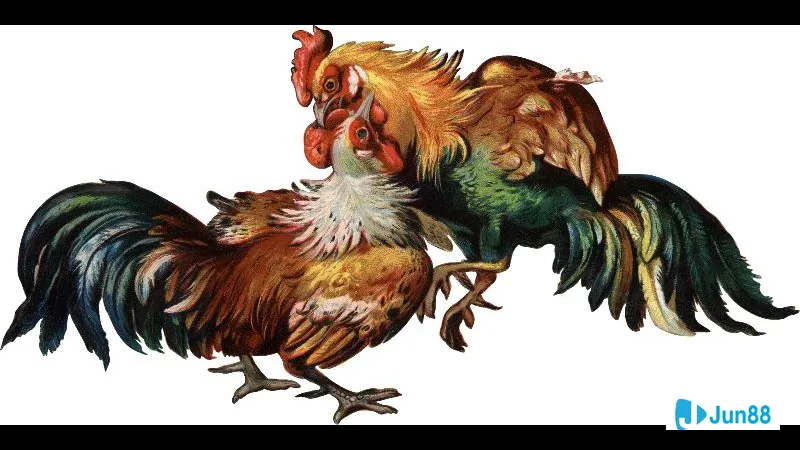 Chọn gà đá hàng xáo chất lượng