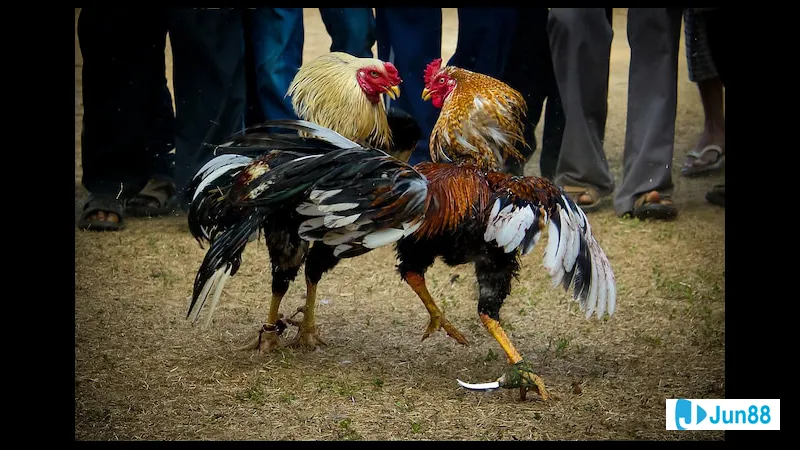 Gà đá được kiểm tra sức khỏe