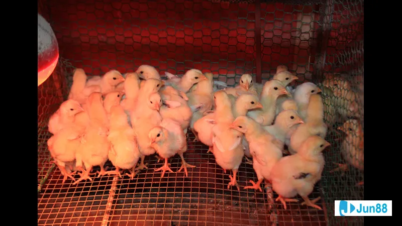 Kỹ thuật sửa gà khác biệt