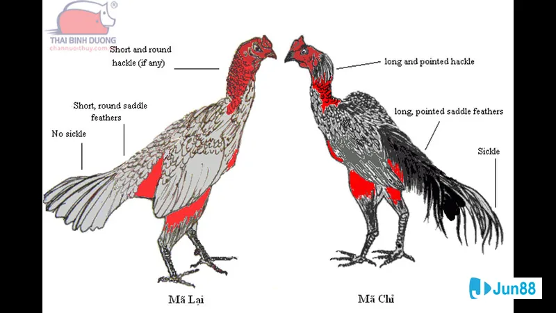 Chiến thuật phòng thủ trong trận đấu khốc