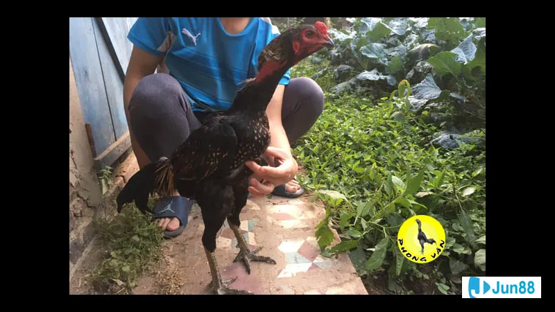 Đường đá cưa kẻn hai bên