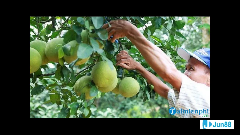 Ý nghĩa chung của giấc mơ thấy trái