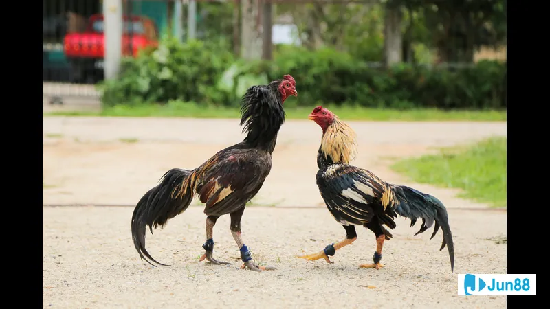 Minh họa cho Đánh giá ngoại hình và