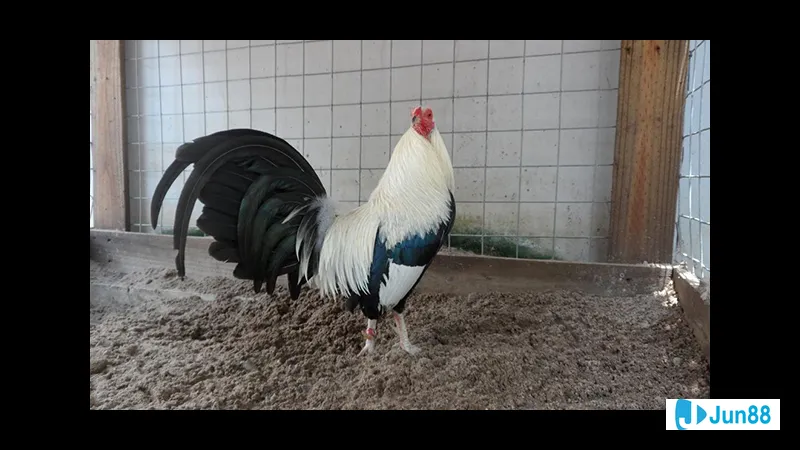 Chế độ dinh dưỡng