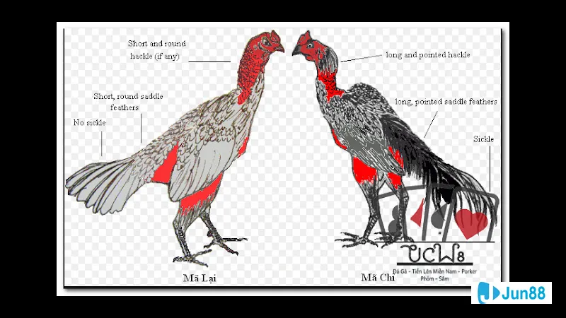 Chăm sóc và nuôi dưỡng gà đá cựa