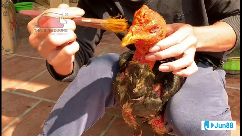 Chăm sóc gà đòn hiệu quả